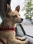 Chihuahua mix with red harness waiting inside car