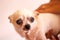Chihuahua old white dog animal mammals on background