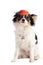 Chihuahua with an orange evening hat