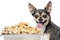 Chihuahua panting, standing behind of a full dog bowl