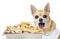 Chihuahua panting, standing behind of a full dog bowl