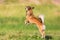 Chihuahua-pekinese hybrid jumps on the meadow