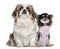 Chihuahua and Pekingese, sitting i