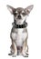 Chihuahua pierced in front of white background