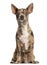 Chihuahua Pinscher sitting, facing, isolated