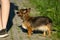 Chihuahua playing in the grass young landscape