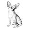 Chihuahua portrait dog sitting hand drawn sketch Pets