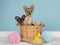 Chihuahua puppies in a bath basket in a bathroom with one puppy pushing in