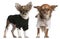 Chihuahua puppies, dressed up