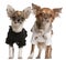 Chihuahua puppies, dressed up, 3 months old