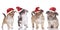 Chihuahua puppies with santa hat