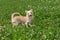 Chihuahua puppies walk on the green grass in the summer