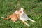 Chihuahua puppies walk on the green grass in the summer