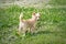 Chihuahua puppies walk on the green grass in the summer