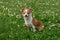 Chihuahua puppies walk on the green grass in the summer