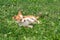 Chihuahua puppies walk on the green grass in the summer