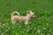 Chihuahua puppies walk on the green grass in the summer