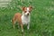 Chihuahua puppies walk on the green grass in the summer