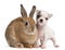 Chihuahua puppy, 10 weeks old, and rabbit