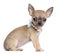 Chihuahua puppy, 4 months old, wearing pearl