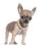 Chihuahua puppy, 4 months old, wearing pearl