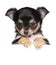 Chihuahua puppy above white banner