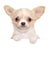 Chihuahua puppy above white banner