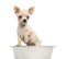 Chihuahua puppy in a big dog bowl