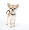Chihuahua puppy with black leather collar with spi