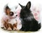Chihuahua puppy and black rabbit