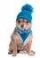 Chihuahua Puppy With Blue Scarf and Hat