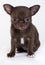 Chihuahua puppy of brown color