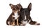 Chihuahua puppy with a bull terrier dog