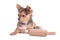 Chihuahua puppy cooking with rolling pin