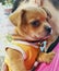 Chihuahua puppy dog with his owner on holiday travel look lovely and cute. Dogs therapy can help depressive disorders patients.