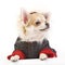 Chihuahua puppy dressed in bright jumpsuit