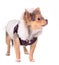 Chihuahua puppy dressed in coat for cold weather