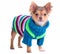 Chihuahua puppy dressed with colorful sweater