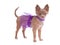 Chihuahua puppy dressed like ballerina