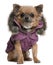 Chihuahua puppy dressed in purple hooded coat