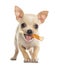 Chihuahua puppy facing with a bone in the mouth