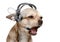 Chihuahua puppy friendly telephone operator
