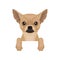 Chihuahua puppy hanging on invisible border. Home pet. Flat vector for promo poster of pet clinic or dog food packaging