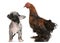 Chihuahua puppy interacting with a hen