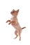 Chihuahua puppy jumping
