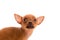 Chihuahua puppy pet dog doggy portrait on white