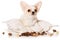 Chihuahua puppy on a pillow isolated