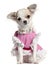 Chihuahua puppy in pink dress