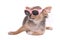 Chihuahua Puppy in Pink Glamorous Sunglasses