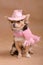 Chihuahua puppy with pink hat and scarf